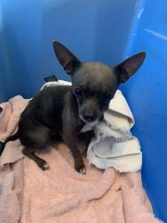 Found/Stray Male Dog last seen Johnson Grass and Star Creek Timberidge, San Antonio, TX 78251