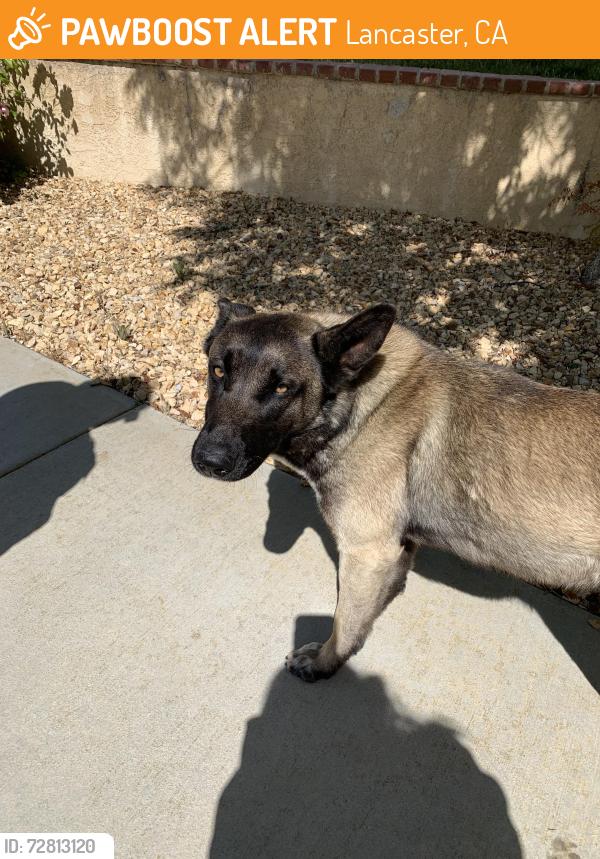Found/Stray Male Dog last seen L8 and 70th W, Lancaster, CA 93536