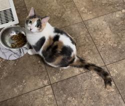 Lost Female Cat last seen Maplewood Subdivision (corner of Dallas Acworth Hwy & Old Stilesboro Rd, between Pickett’s Mill Elementary and Roland W. Russom Elementary), Paulding County, GA 30101