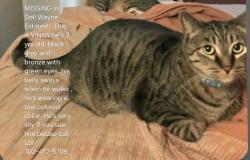 Lost Male Cat last seen Live Oak Blvd and Pease, Yuba City, CA 95991