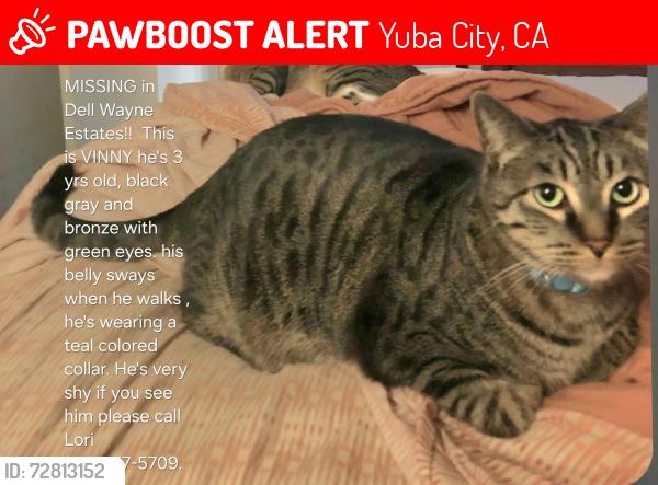 Lost Male Cat last seen Live Oak Blvd and Pease, Yuba City, CA 95991