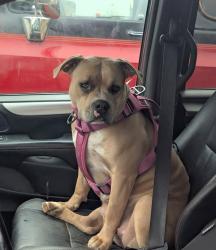 Lost Female Dog last seen Nebraska & lacey, Spokane, WA 99208
