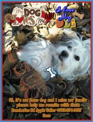 Lost Male Dog last seen Between Otoe rd & Chehalis rd casa vista apmts, Apple Valley, CA 92307