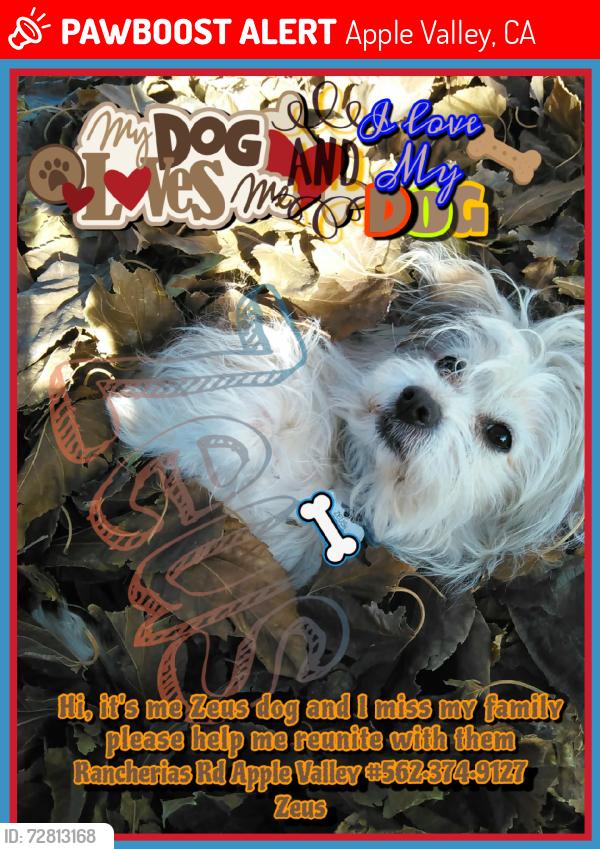 Lost Male Dog last seen Between Otoe rd & Chehalis rd casa vista apmts, Apple Valley, CA 92307