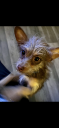 Lost Male Dog last seen Mona Ct and Sherman St, Denver, CO 80221