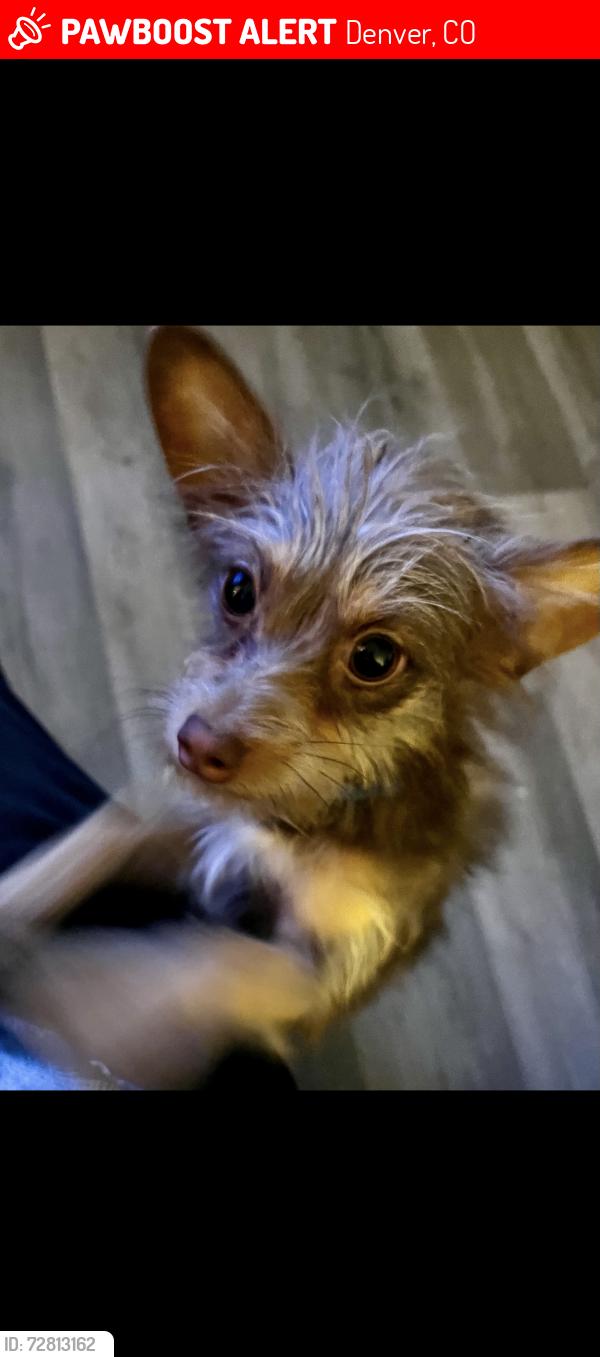 Lost Male Dog last seen Mona Ct and Sherman St, Denver, CO 80221