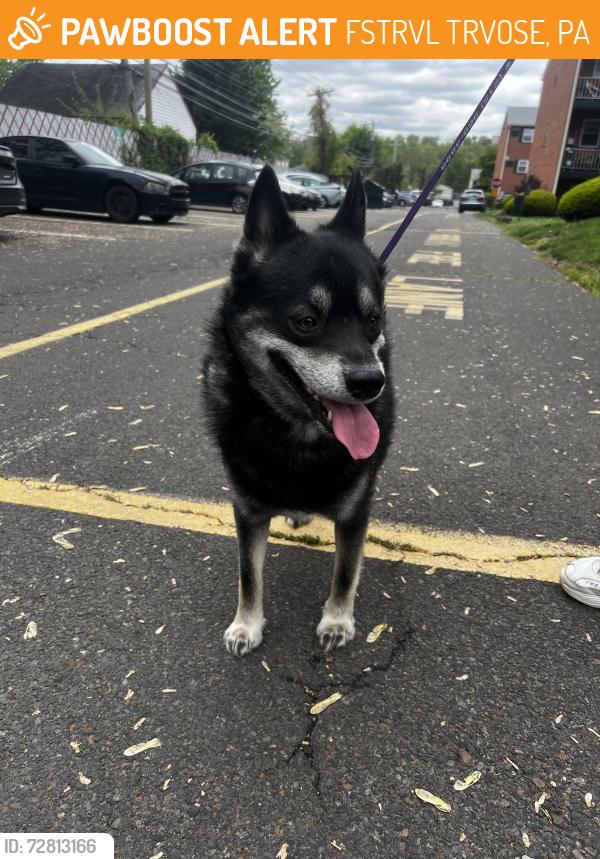 Found/Stray Male Dog last seen Colonial Point apmts , FSTRVL TRVOSE, PA 19053