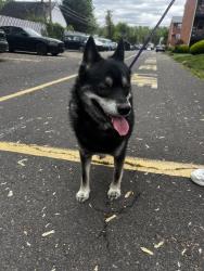 Found/Stray Male Dog last seen Colonial Point apmts , FSTRVL TRVOSE, PA 19053