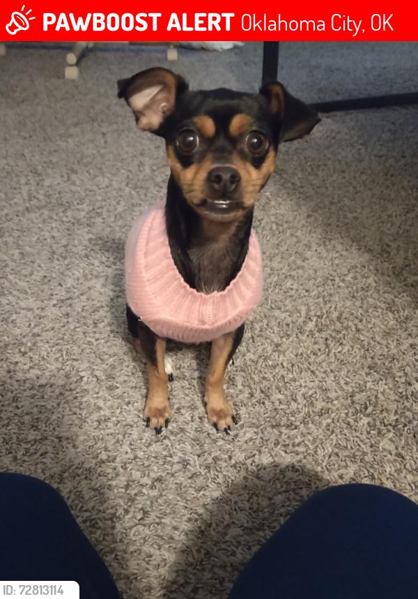 Lost Female Dog last seen Pettee Ave, Oklahoma City, OK 73108