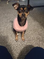 Lost Female Dog last seen Pettee Ave, Oklahoma City, OK 73108