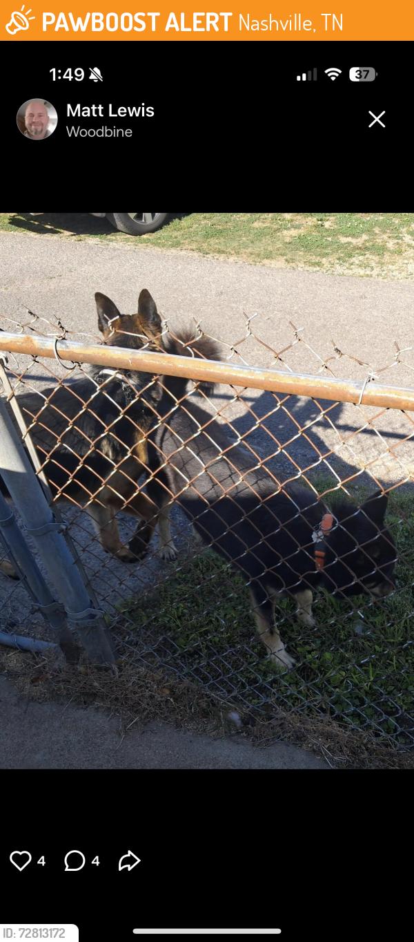 Found/Stray Male Dog last seen By the church off of peachtree, Nashville, TN 37210