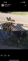 Found/Stray Male Dog last seen By the church off of peachtree, Nashville, TN 37210