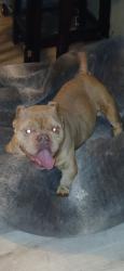 Lost Male Dog last seen Air depot, Del City, OK 73115