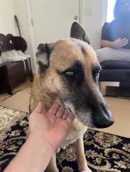 Found/Stray Male Dog last seen Tropicana, Las Vegas Valley, NV 89103
