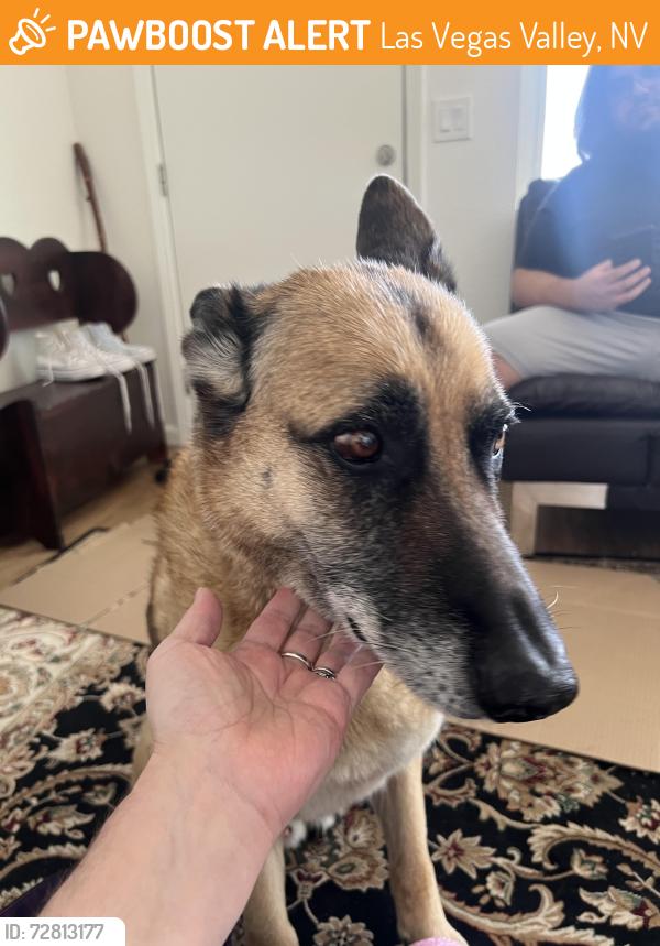 Found/Stray Male Dog last seen Tropicana, Las Vegas Valley, NV 89103
