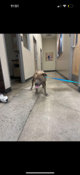 Found/Stray Female Dog last seen Petco on tully collected her, San Jose, CA 95122