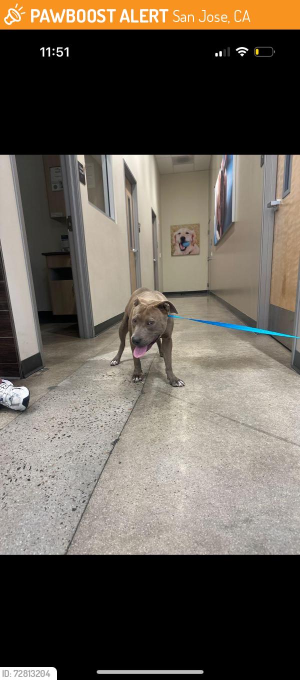 Found/Stray Female Dog last seen Petco on tully collected her, San Jose, CA 95122