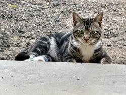 Lost Male Cat last seen Alpine Blvd , Alpine, CA 91901