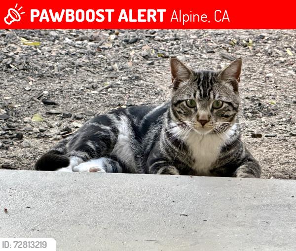 Lost Male Cat last seen Alpine Blvd , Alpine, CA 91901