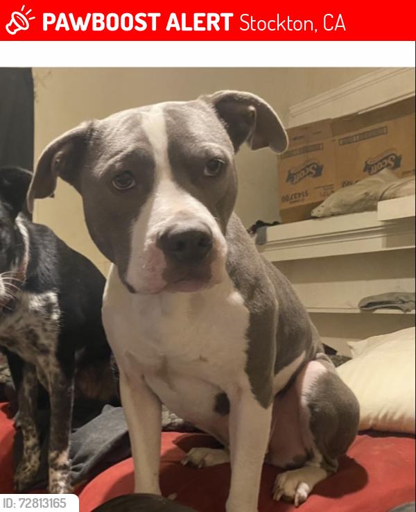 Lost Female Dog last seen Airport way and E acacia st, Stockton, CA 95202