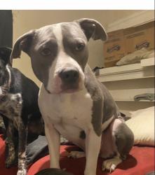 Lost Female Dog last seen Airport way and E acacia st, Stockton, CA 95202