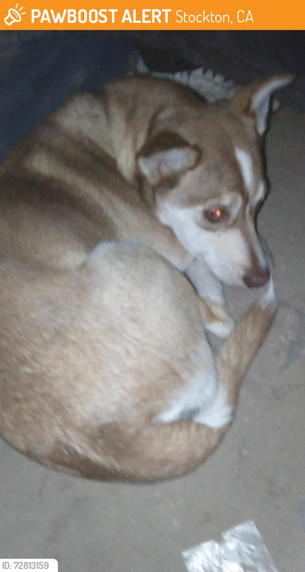 Found/Stray Male Dog last seen Charter way/mariposa rd Stockton ca, Stockton, CA 95206