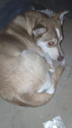 Found/Stray Male Dog last seen Charter way/mariposa rd Stockton ca, Stockton, CA 95206