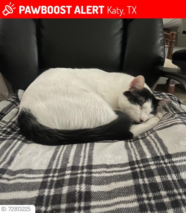 Lost Male Cat last seen fry and westheimer, Katy, TX 77450