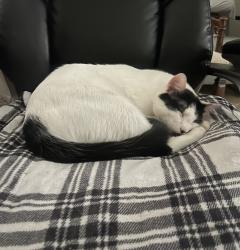 Lost Male Cat last seen fry and westheimer, Katy, TX 77450