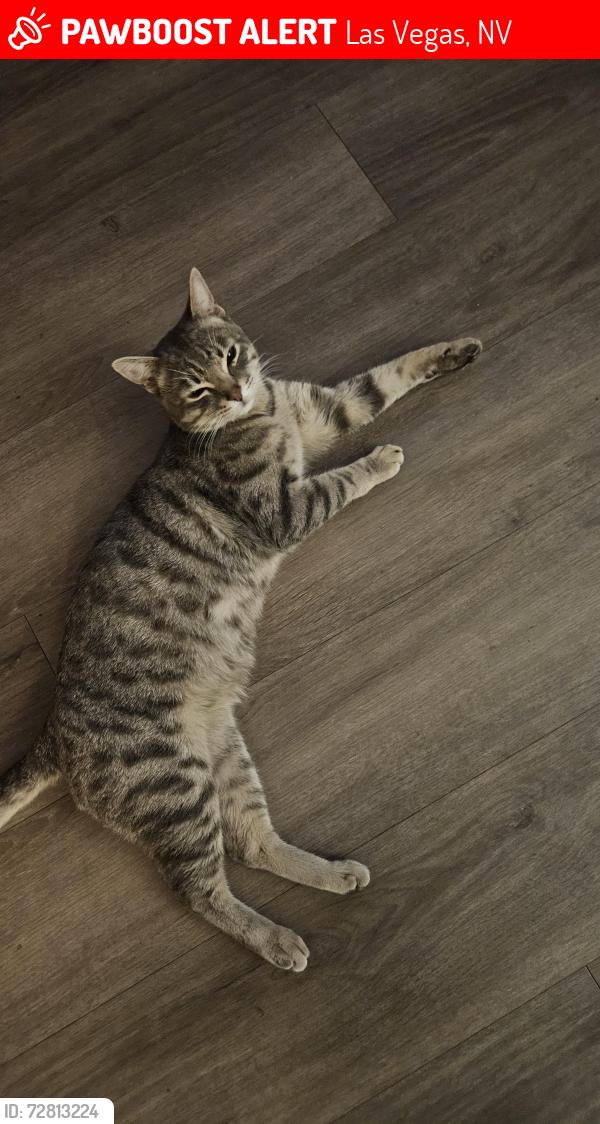 Lost Male Cat last seen Arville , Las Vegas, NV 89102