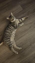 Lost Male Cat last seen Arville , Las Vegas, NV 89102