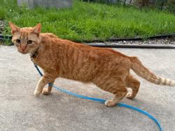 Lost Male Cat last seen Near Sycamore Street on Rio Vista, San Marcos, TX 78666