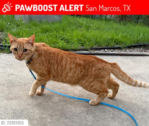 Lost Male Cat last seen Near Sycamore Street on Rio Vista, San Marcos, TX 78666