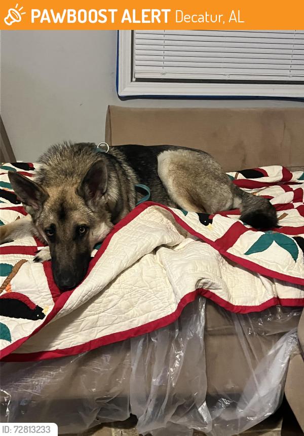 Found/Stray Male Dog last seen Columbia circle , Decatur, AL 35673