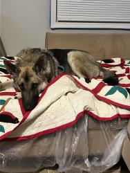 Found/Stray Male Dog last seen Columbia circle , Decatur, AL 35673