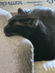 Lost Male Cat last seen Behind Presbyterian hosp Parking grge , Albuquerque, NM 87106