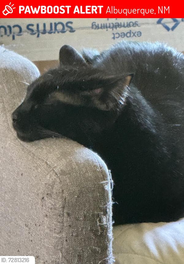 Lost Male Cat last seen Behind Presbyterian hosp Parking grge , Albuquerque, NM 87106