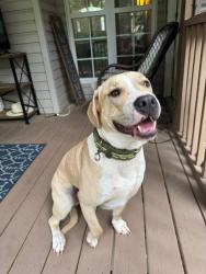 Found/Stray Male Dog last seen Morgan road, Jefferson County, AL 35022
