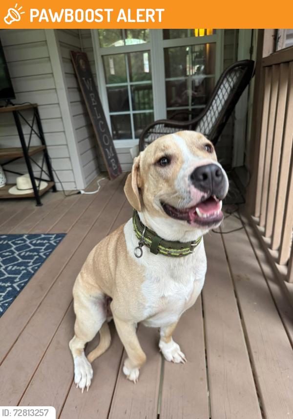 Found/Stray Male Dog last seen Morgan road, Jefferson County, AL 35022