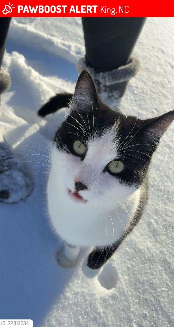 Lost Male Cat last seen Hawkins intersection King NC , King, NC 27021