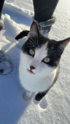 Lost Male Cat last seen Hawkins intersection King NC , King, NC 27021