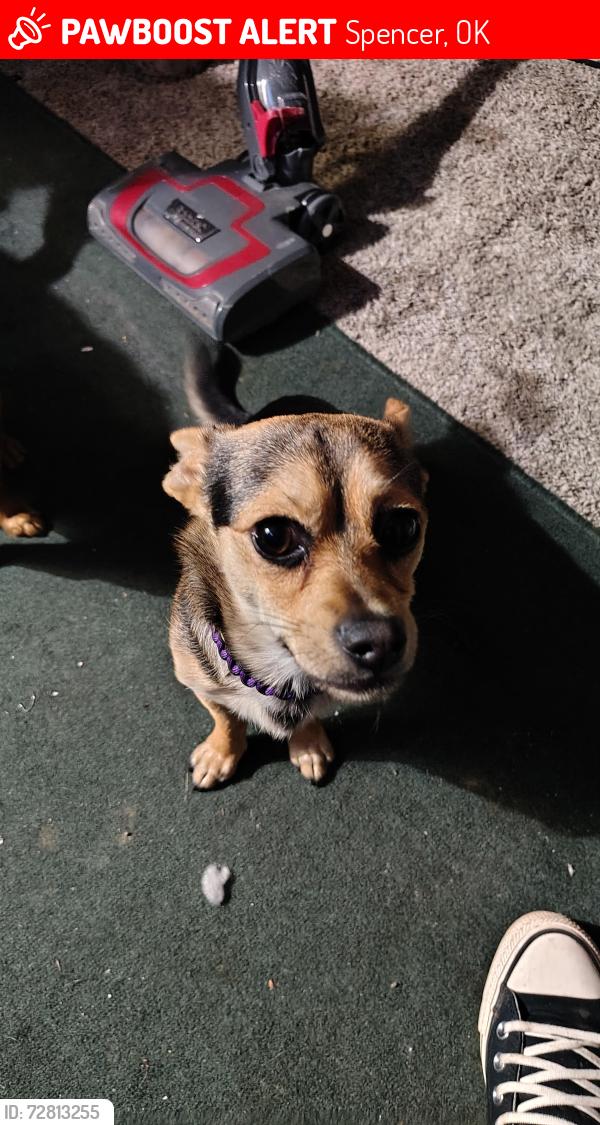 Lost Male Dog last seen Spencer elementary School , Spencer, OK 73084