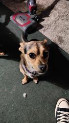 Lost Male Dog last seen Spencer elementary School , Spencer, OK 73084