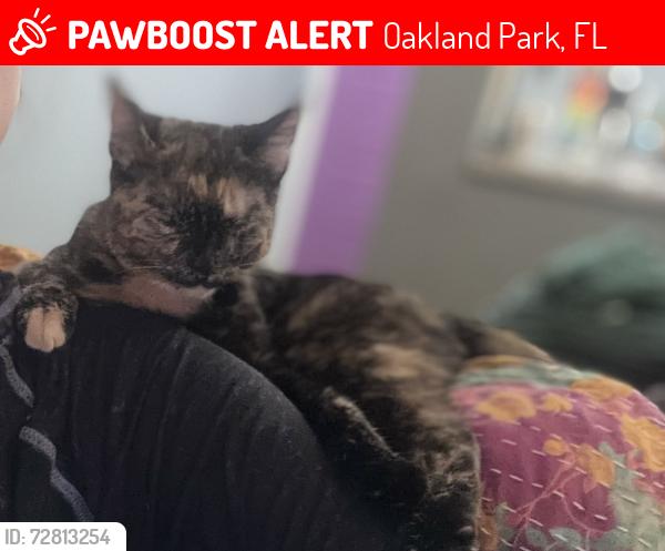 Lost Female Cat last seen 21st Between prospect and Oakland. , Oakland Park, FL 33309