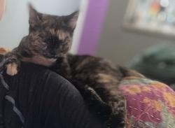 Lost Female Cat last seen 21st Between prospect and Oakland. , Oakland Park, FL 33309