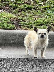 Found/Stray Unknown Dog last seen 31st and Woodland, Wichita, KS 67204