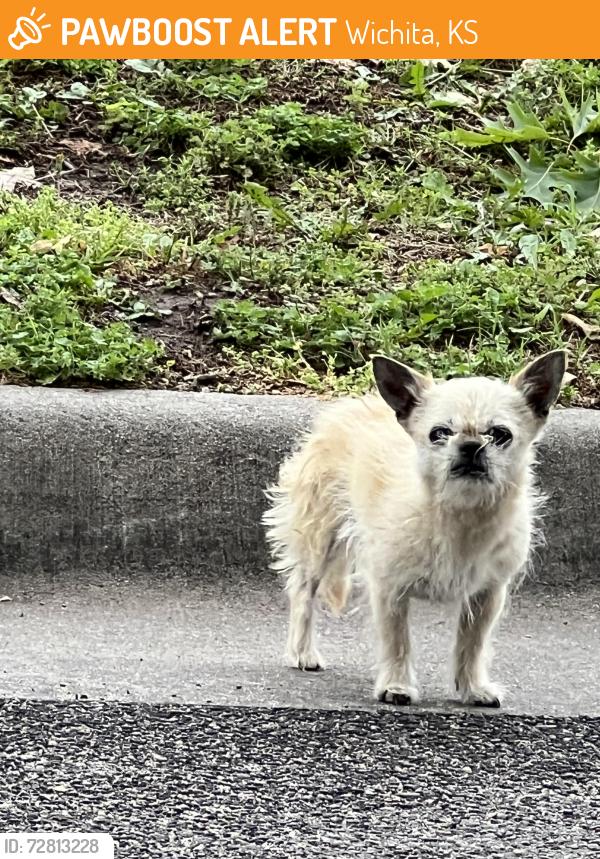 Found/Stray Unknown Dog last seen 31st and Woodland, Wichita, KS 67204