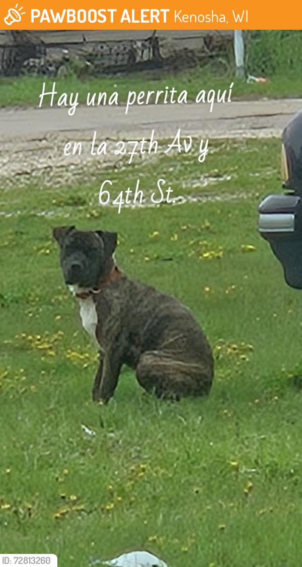 Found/Stray Unknown Dog last seen Between 64st and 27 ave, Kenosha, WI 53143