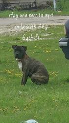 Found/Stray Unknown Dog last seen Between 64st and 27 ave, Kenosha, WI 53143