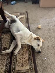 Found/Stray Male Dog last seen Near Haynie Park Broadway Lake Rd., Anderson, SC 29621